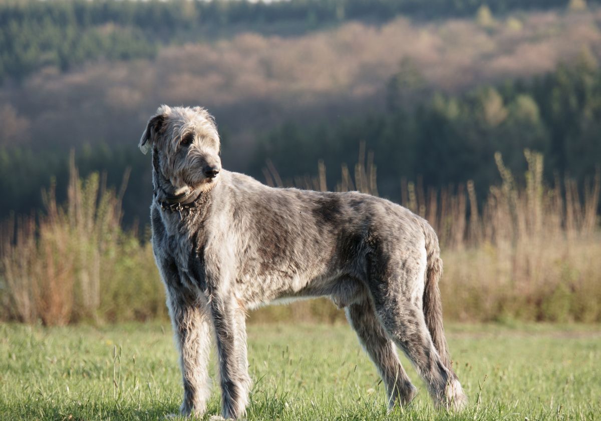 Lévrier Irlandais dans un pré