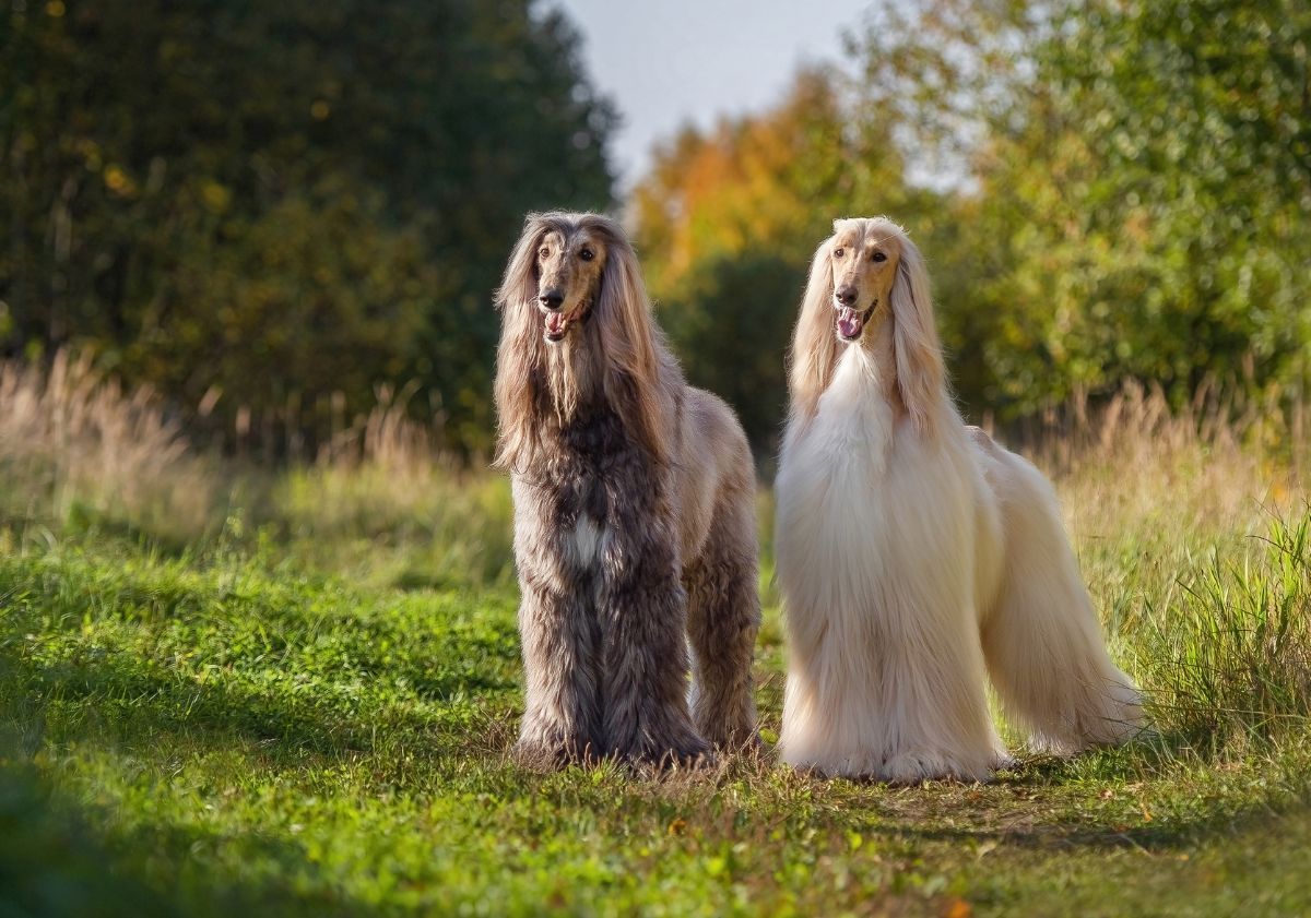 2 Lévriers Afghans dans un pré