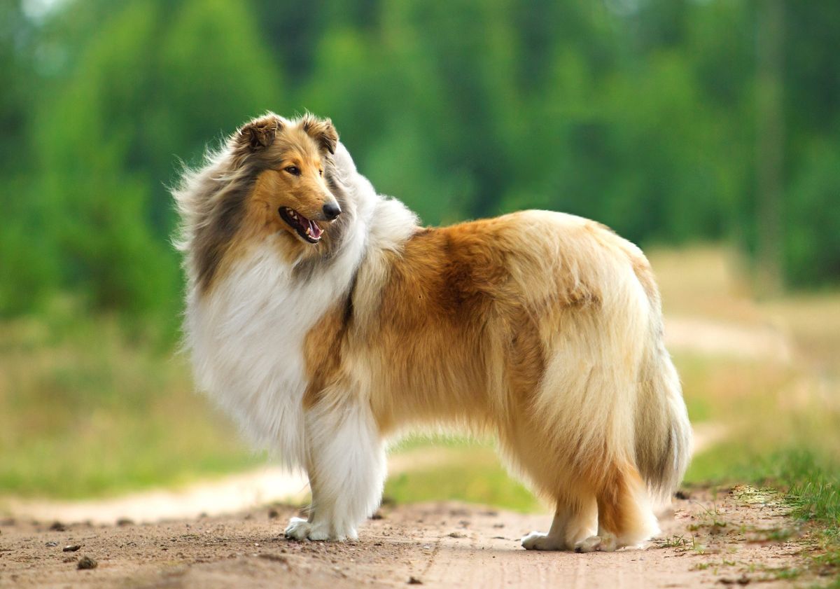 Colley dans la nature