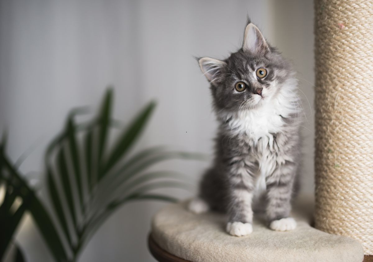 chaton maine coon arbre à chat