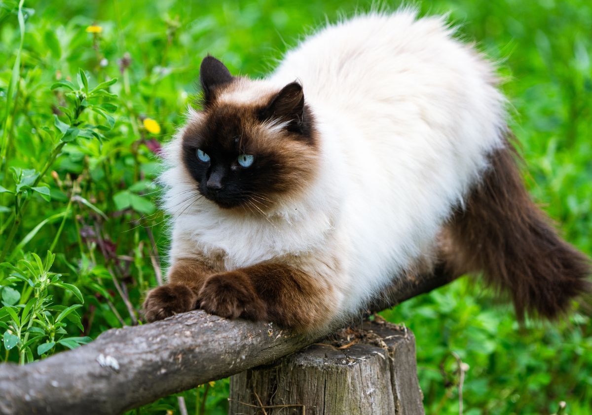 chat Himalayen se faisant les griffes sur un morceau de bois