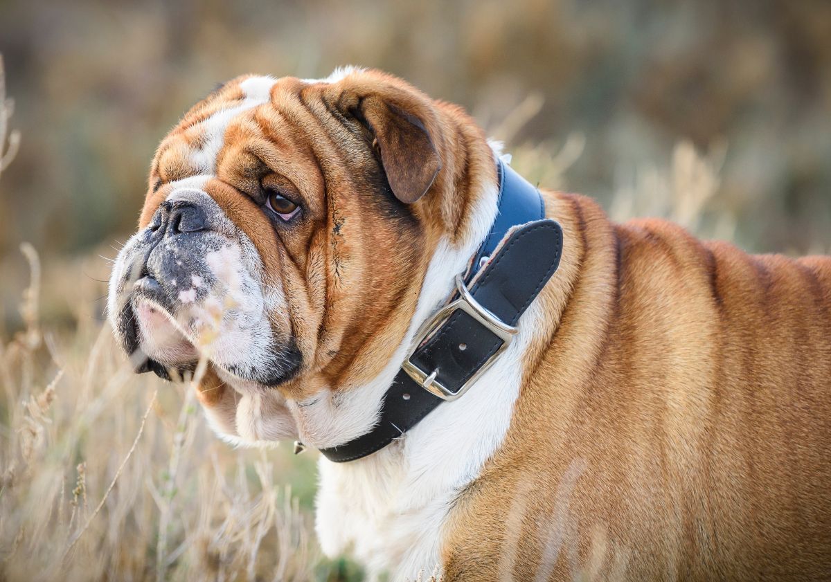 bulldog anglais dans les champs