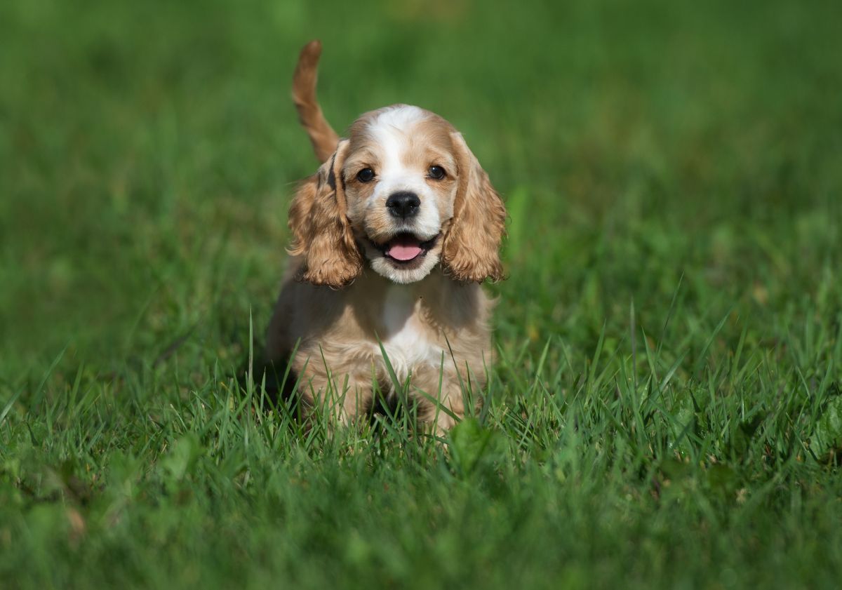 chiot Cocker Anglais dans l'herbe
