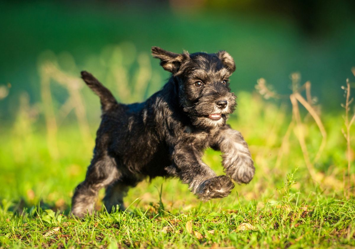 Schnauzer courant dans l'herbe