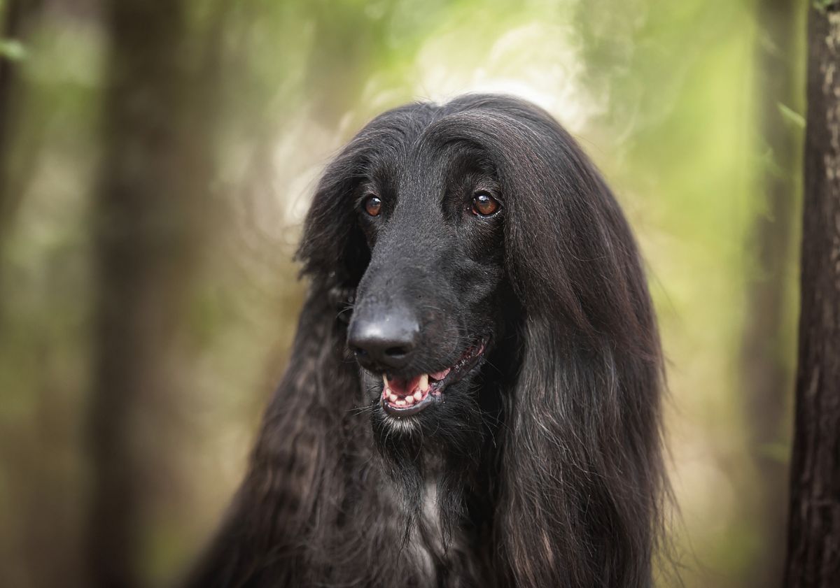 Lévrier Afghan noir dans les bois