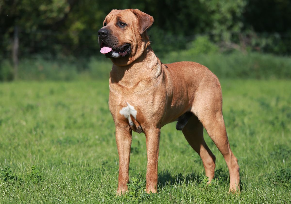 mastiff dans un pré