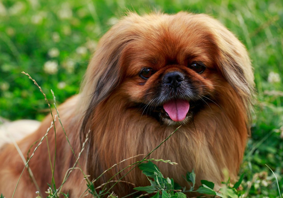 Pékinois dans l'herbe