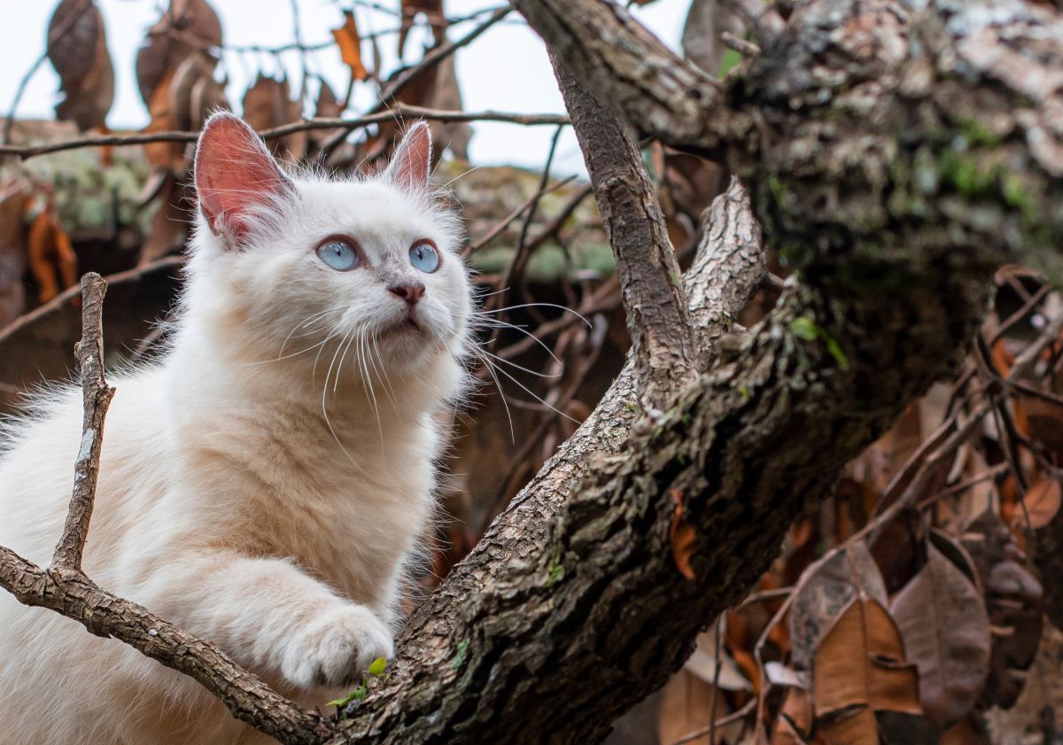 chat himalayen roux et blanc dans un arbre
