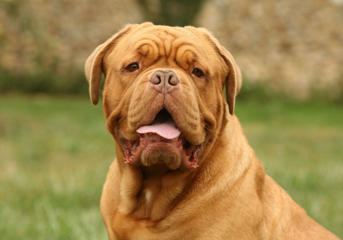 dogue de bordeaux