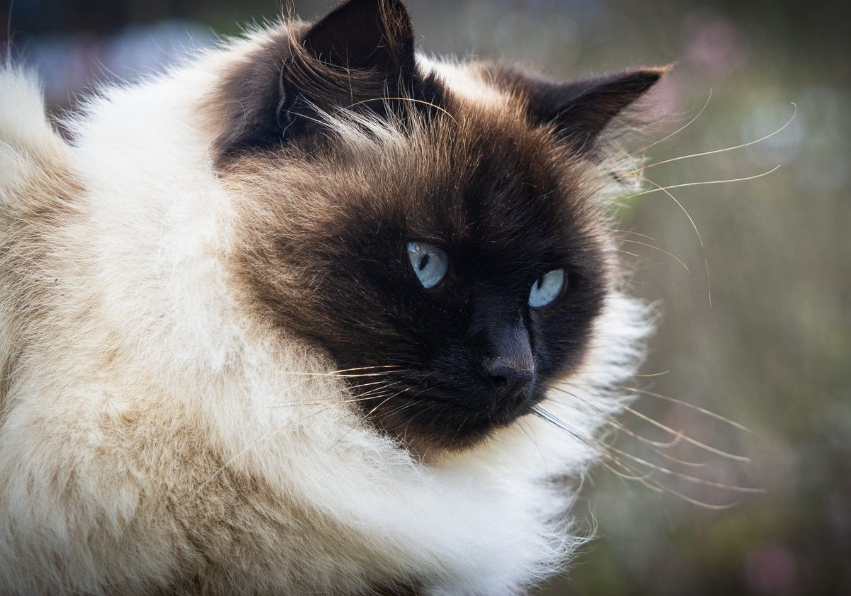 chat Himalayen pelage colorpoint
