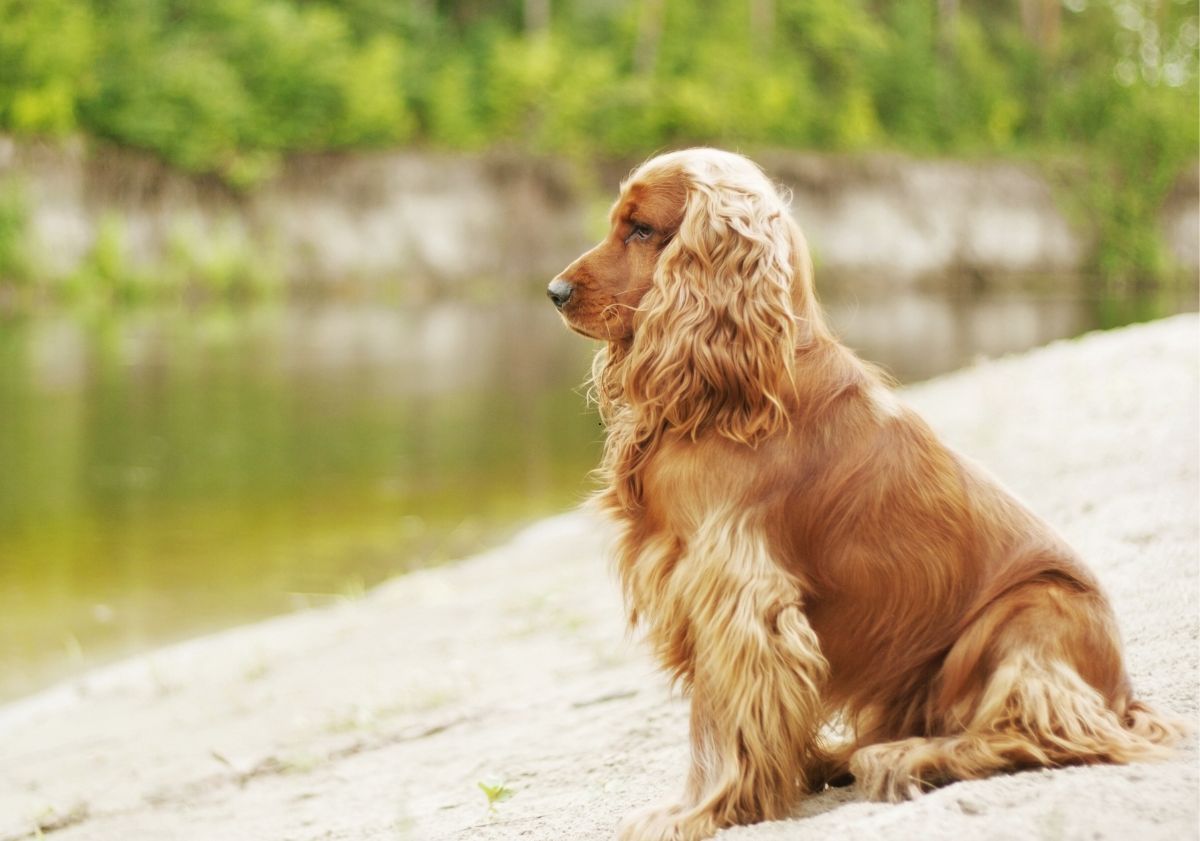 Cocker Anglais au bord de l'eau