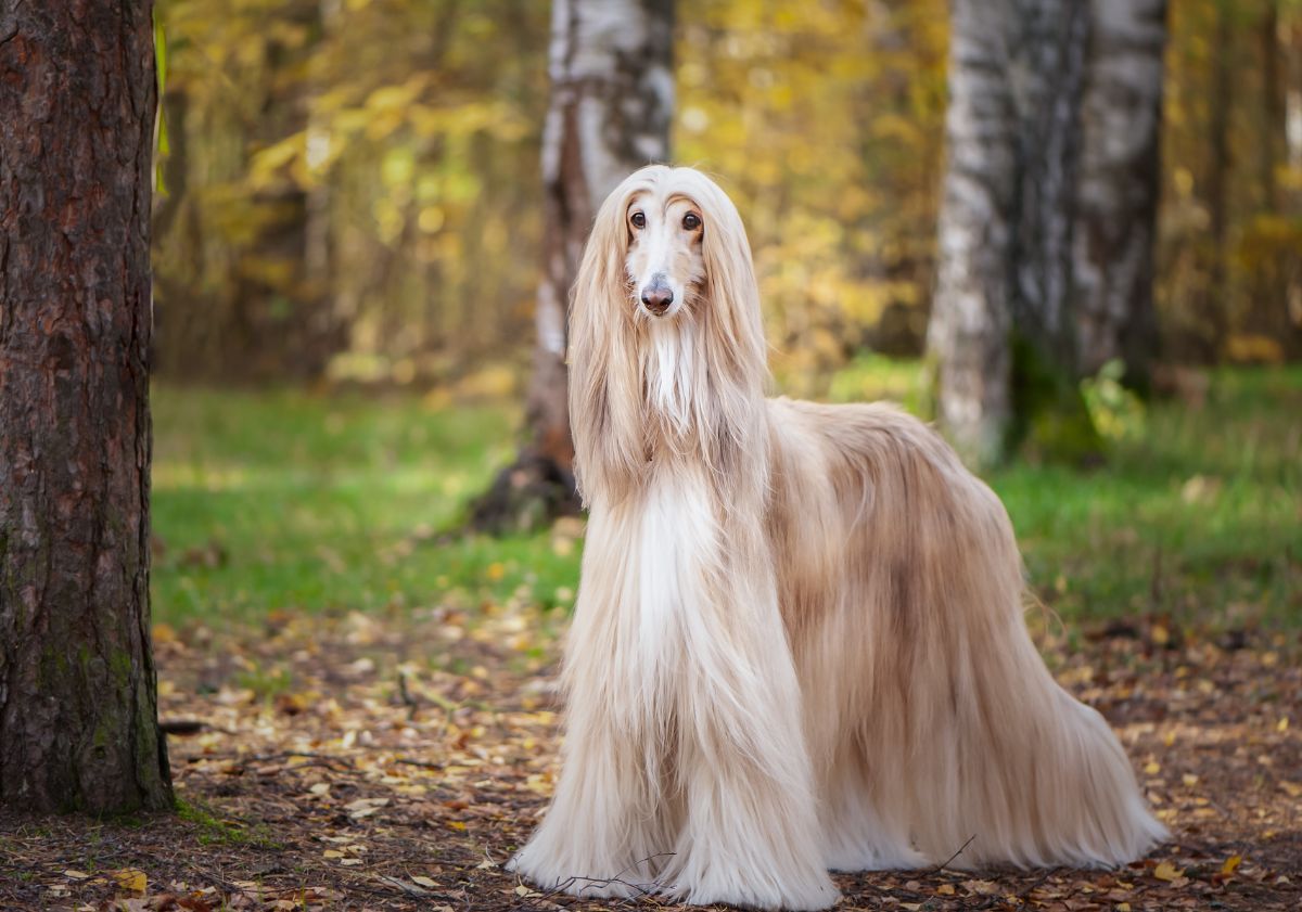 Lévrier Afghan beige dans une forêt