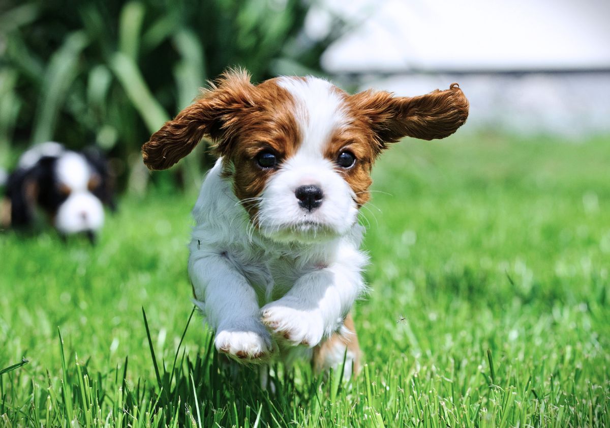 chiot cavalier king charles