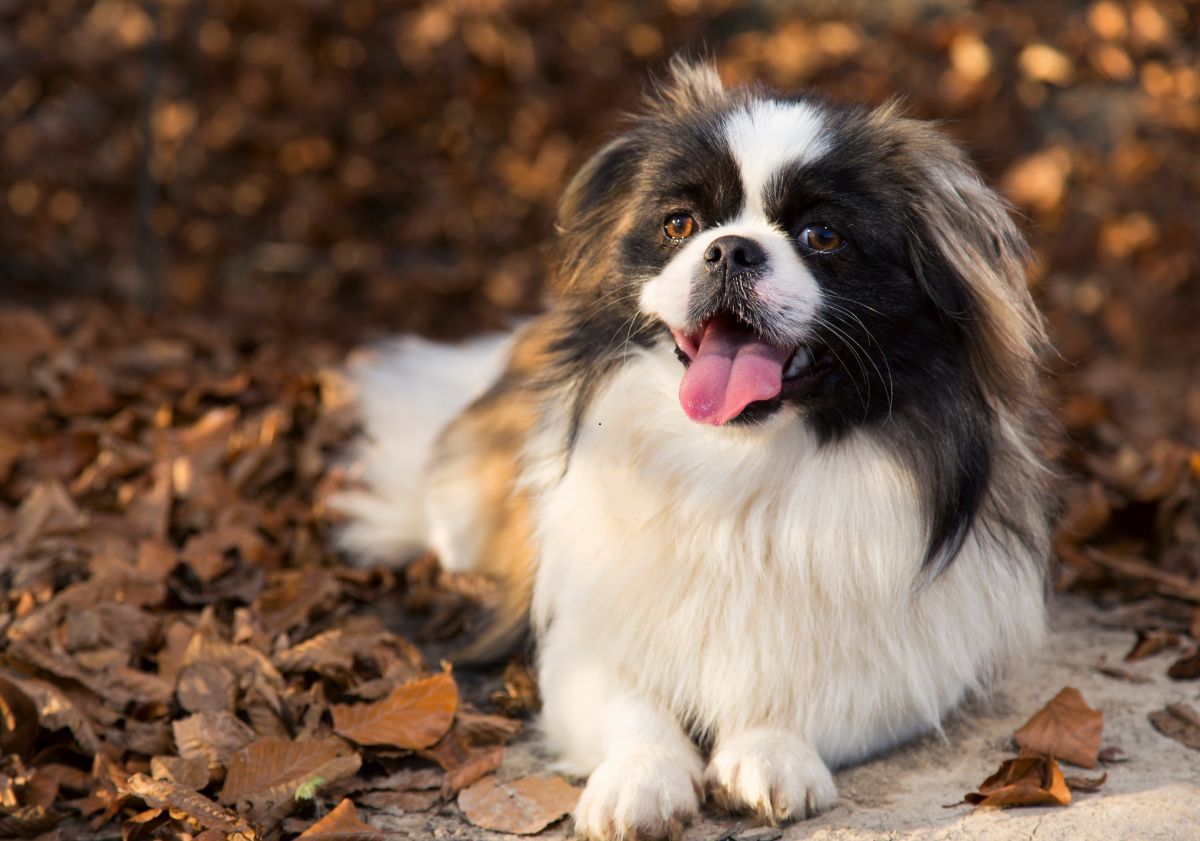 Pékinois allongé dans les feuilles