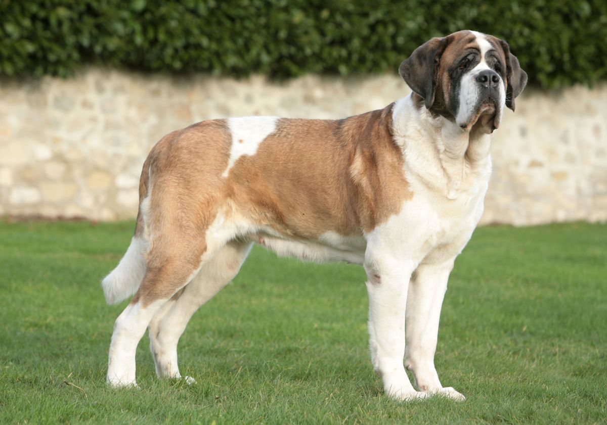 Bouvier Bernois à poils courts