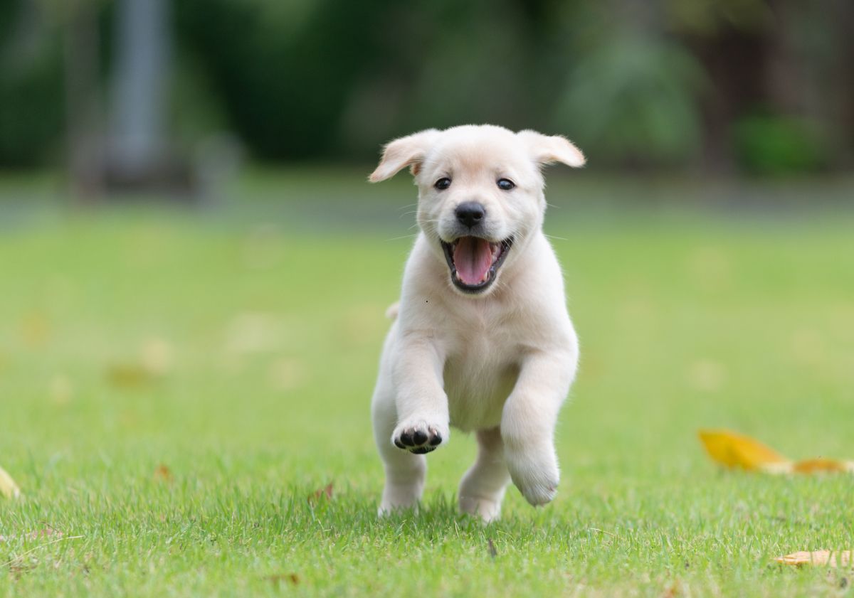 chiot labrador courant dans l'herbe