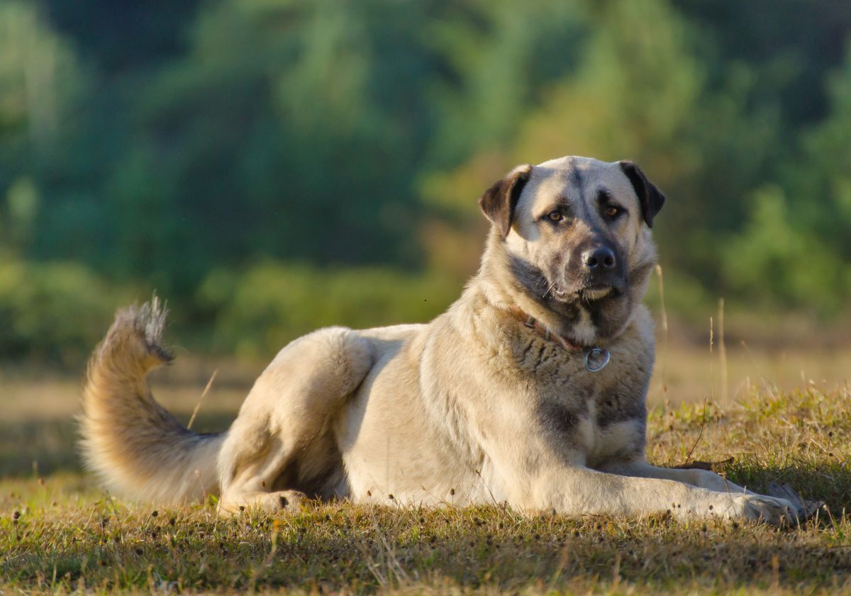 Berger d'Anatolie allongé dans l'herbe