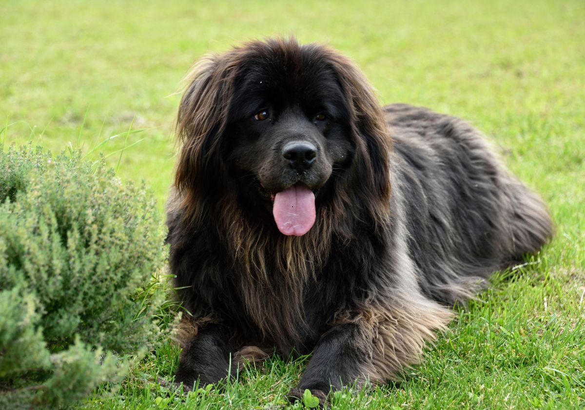 terre neuve allongé dans l'herbe