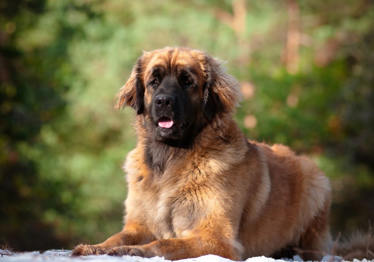 leonberg sur un sol enneigé