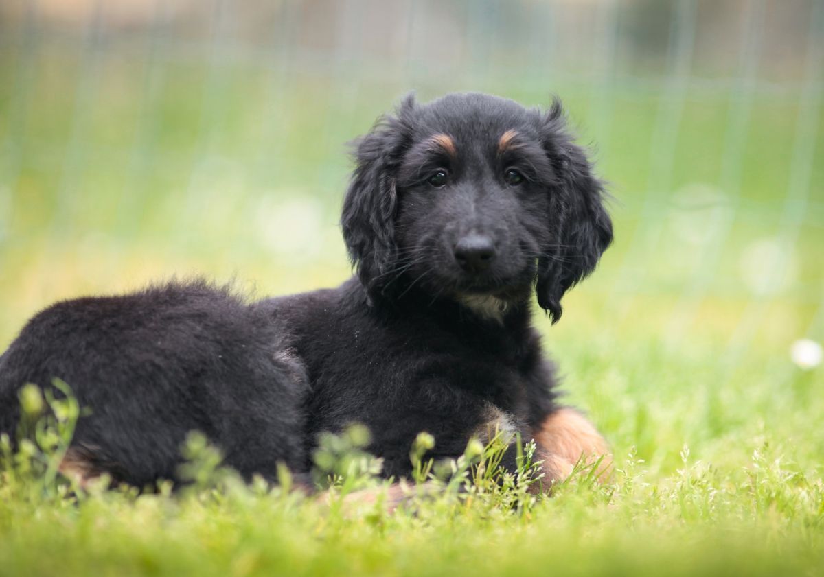 Lévrier Afghan noir chiot