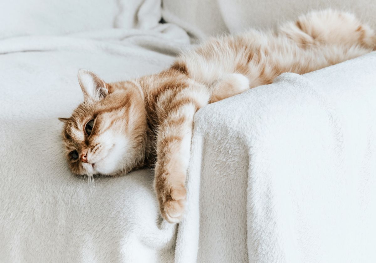 chat allongé sur le canapé