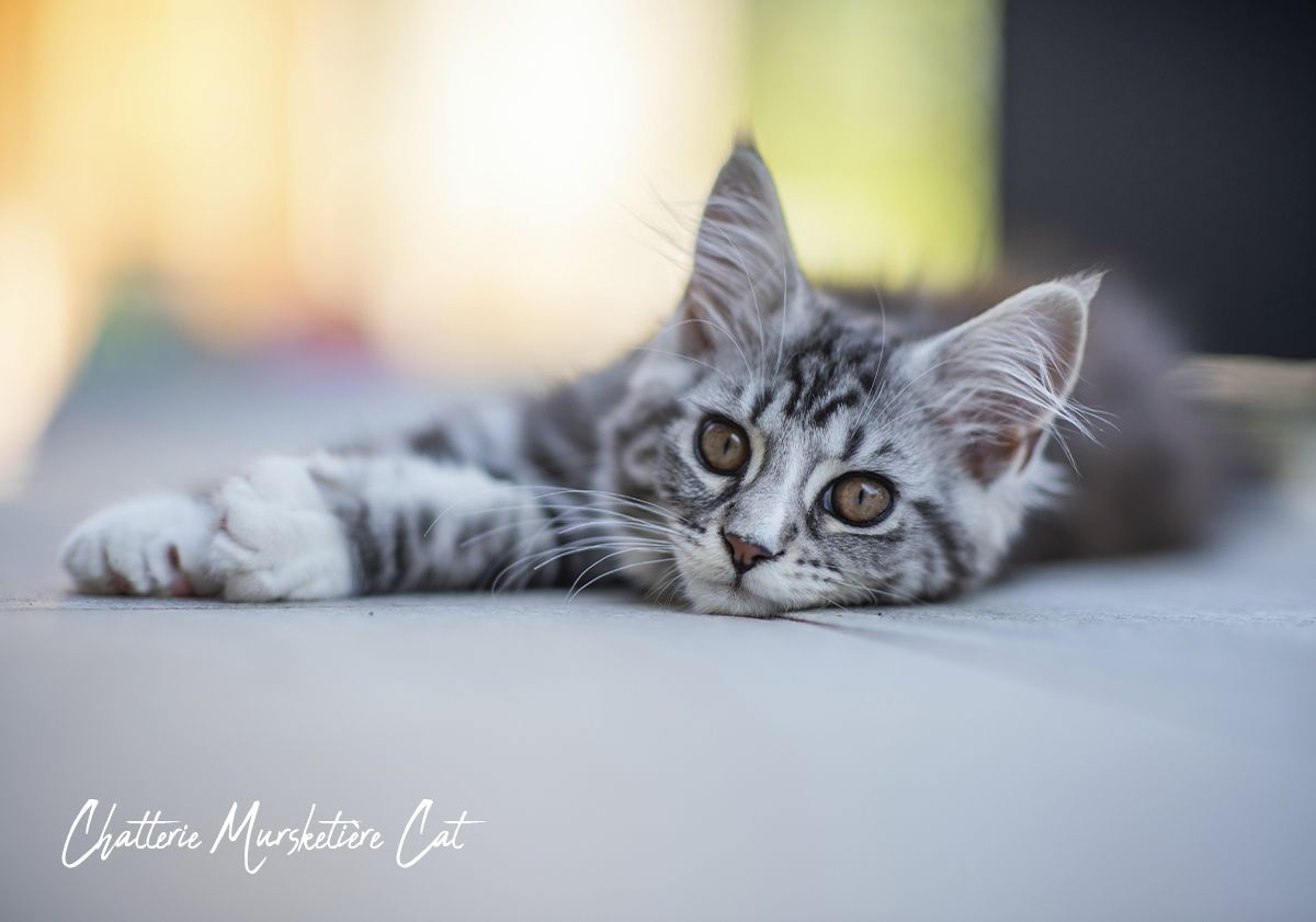 bébé maine coon chaton