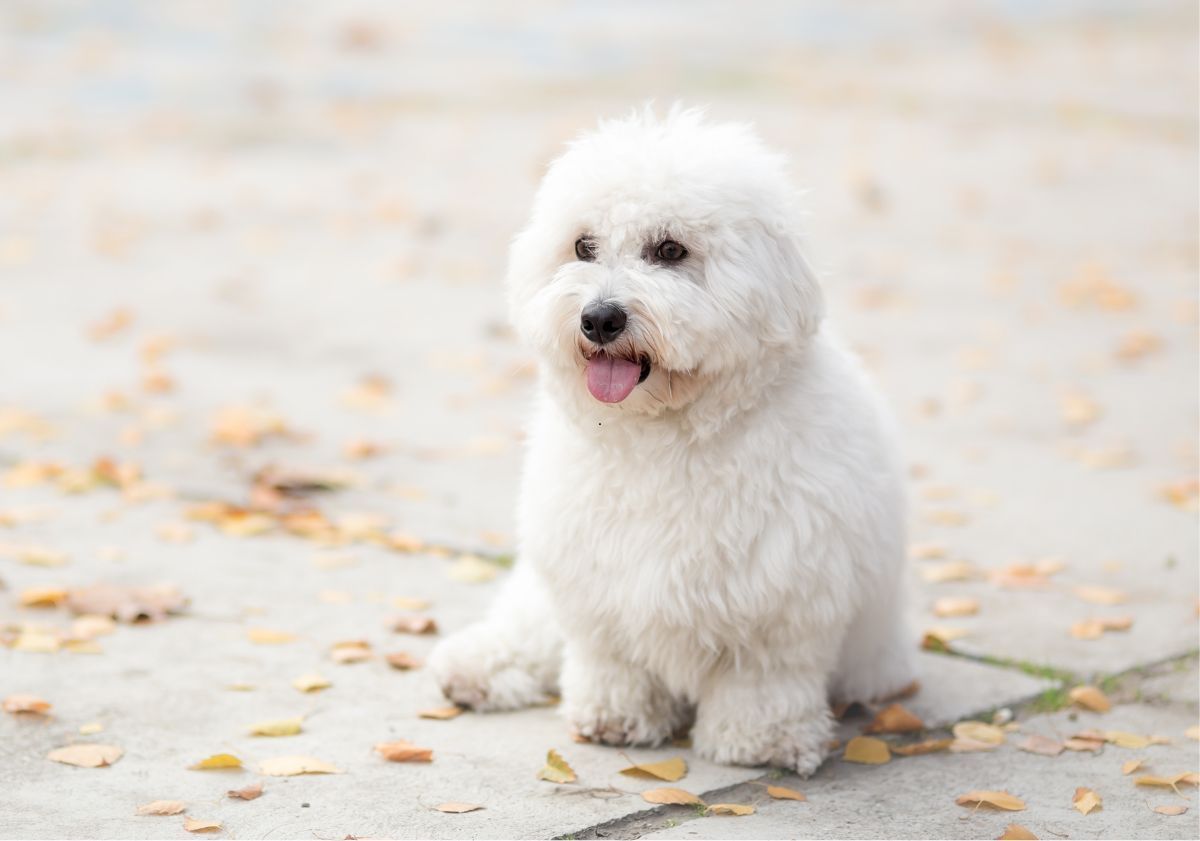 Coton de Tuléar assis en automne sur des feuilles