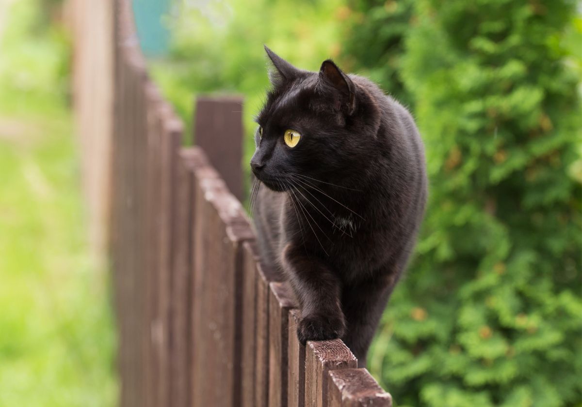 chat de bombay marchant sur une clôture