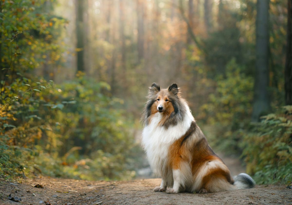 Colley dans les bois