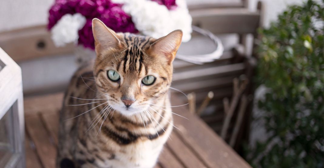 Chat tigré sur une table