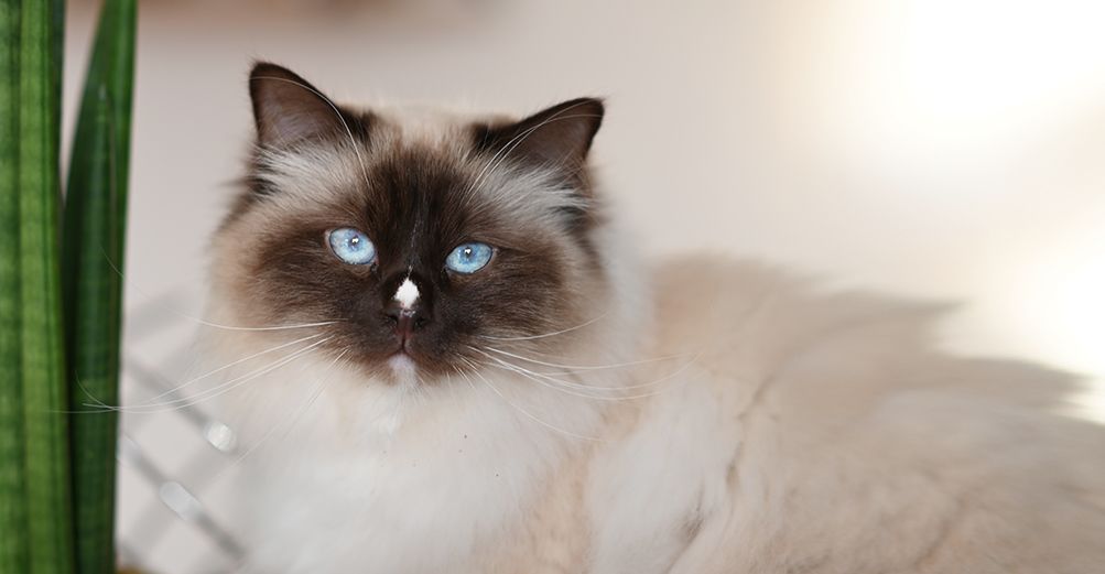 Un chat blanc et noir, en intérieur, regardant l'objectif