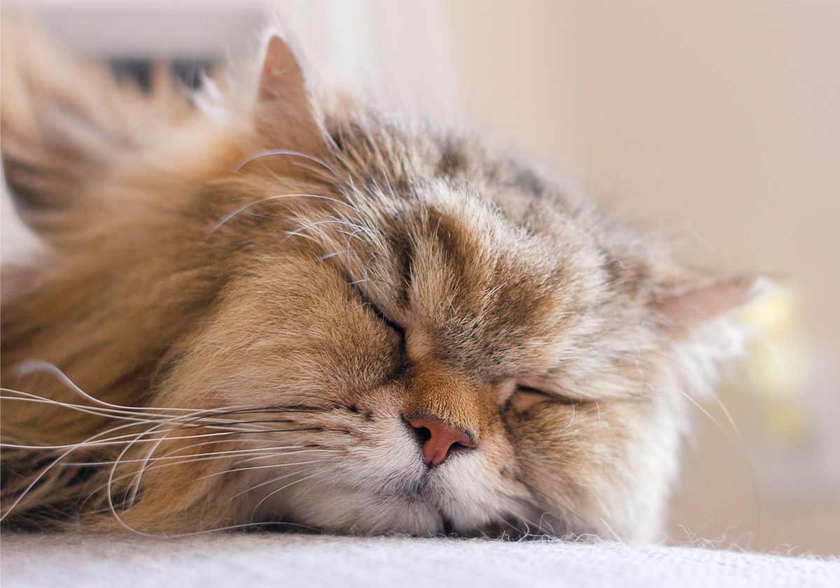 Chat senior dormant