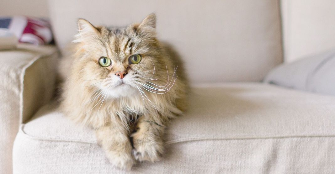 chat à poils longs en intérieur