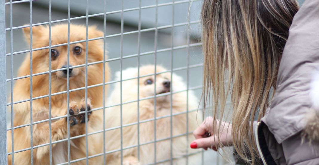 2 chiens en cage