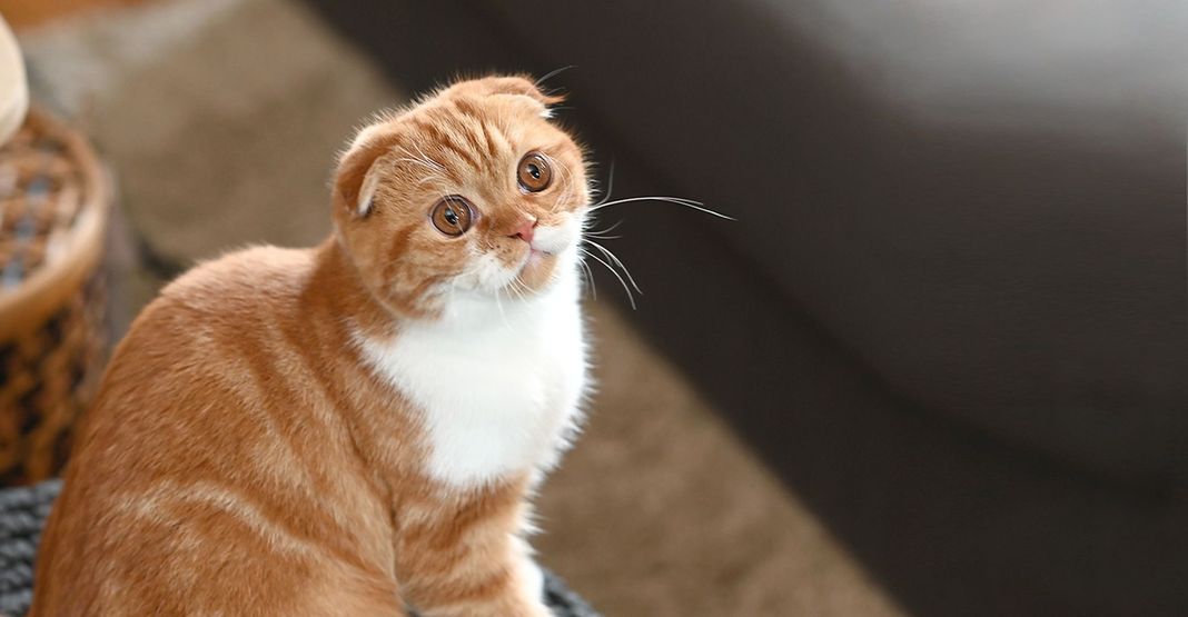 Un chat roux regardant en hauteur 