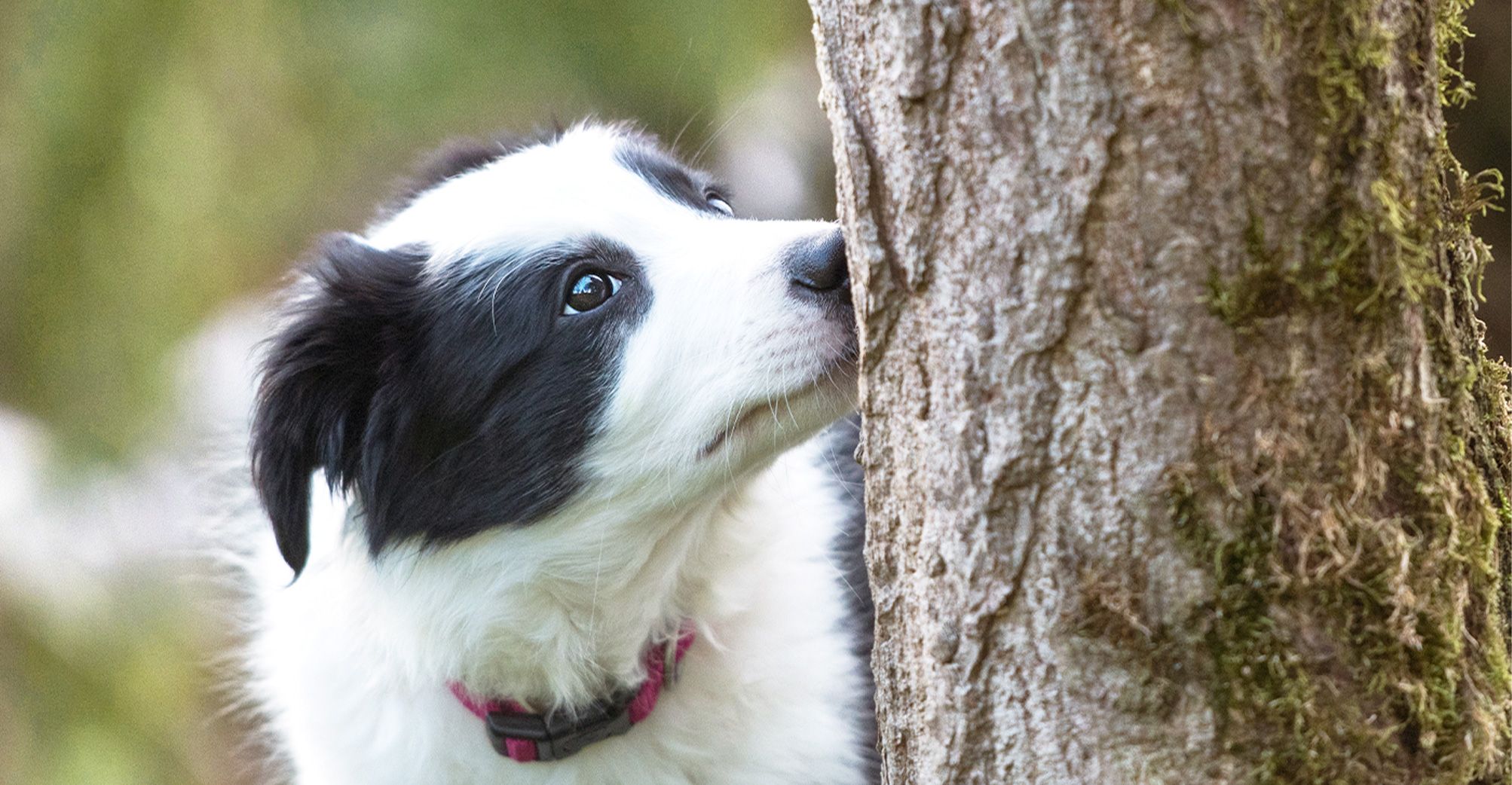 Chien reniflant un arbre
