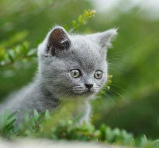Un chaton gris dans la nature, l'importance de l'alimentation bio pour chat