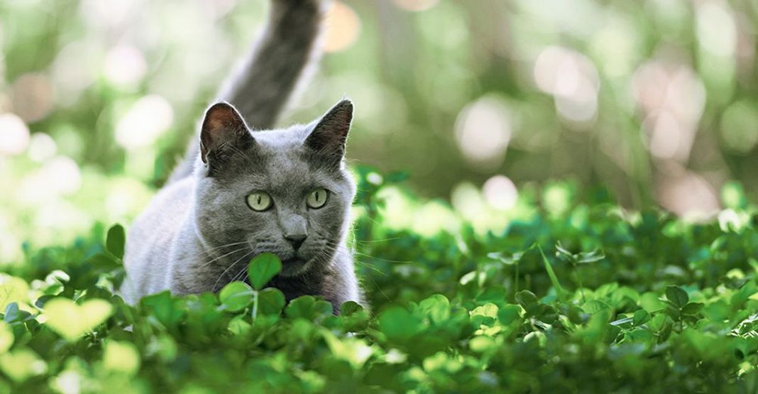Un chat gris en mouvement dans la nature, le rôle du bio dans son alimentation