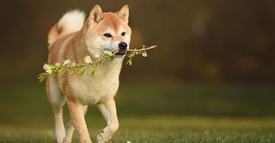 Petit chien jouant en plein air