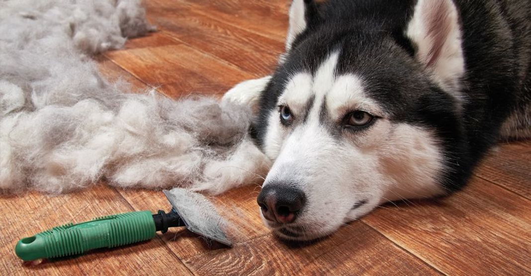 husky perdant ses poils