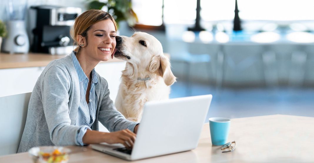 Télétravail avec un chien