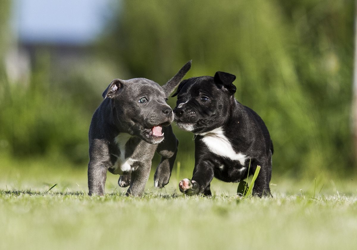 2 Staffie en extérieur