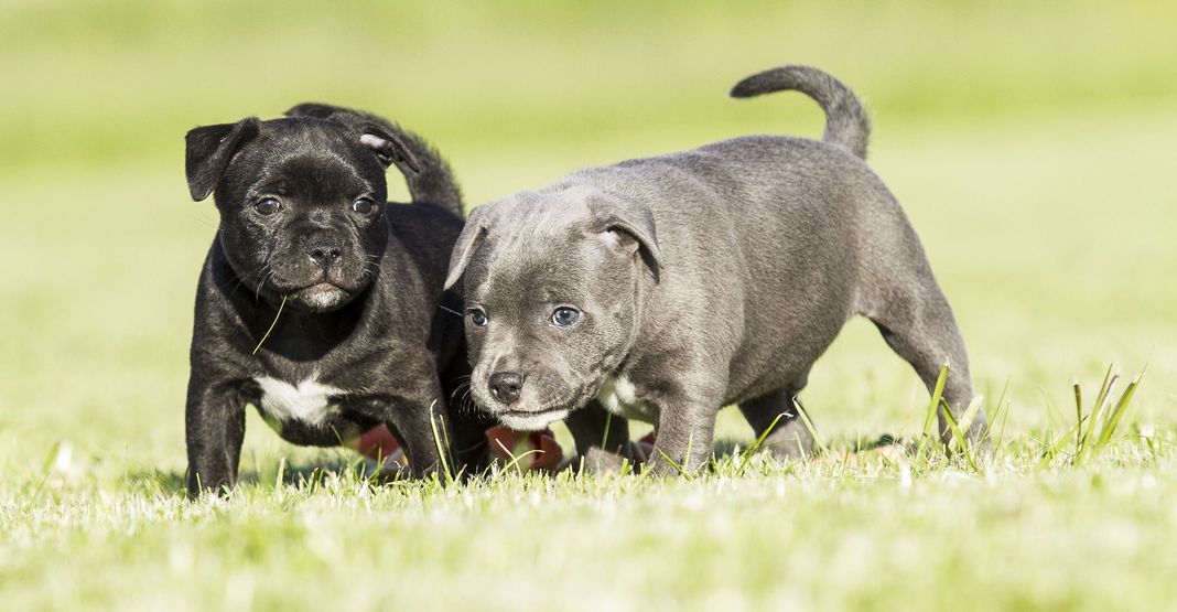 2 chiots Staffie en extérieur
