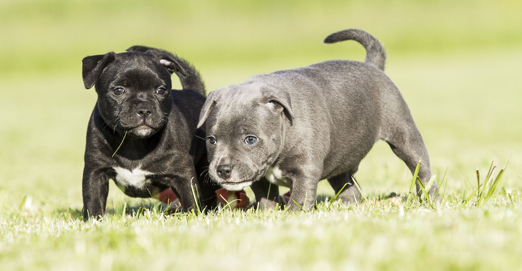 2 chiots Staffie en extérieur