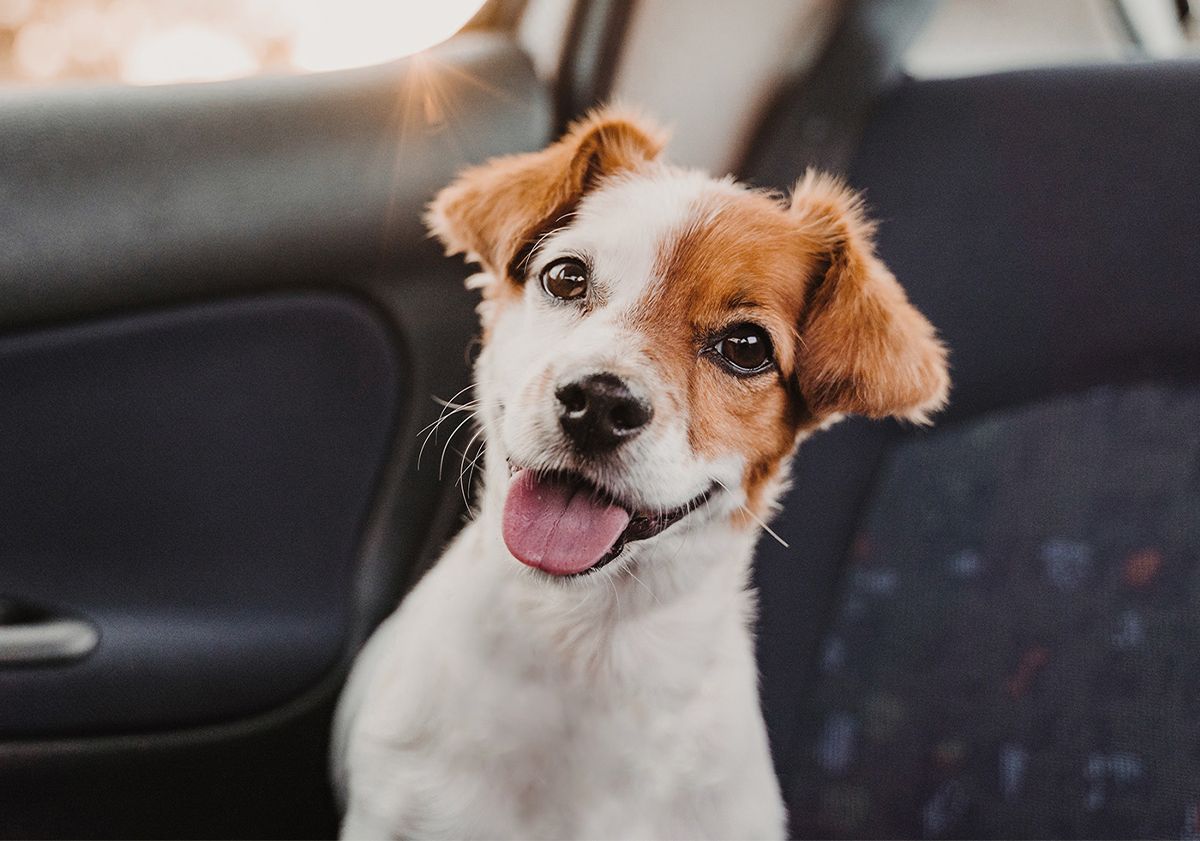 Petit chien dans une voiture