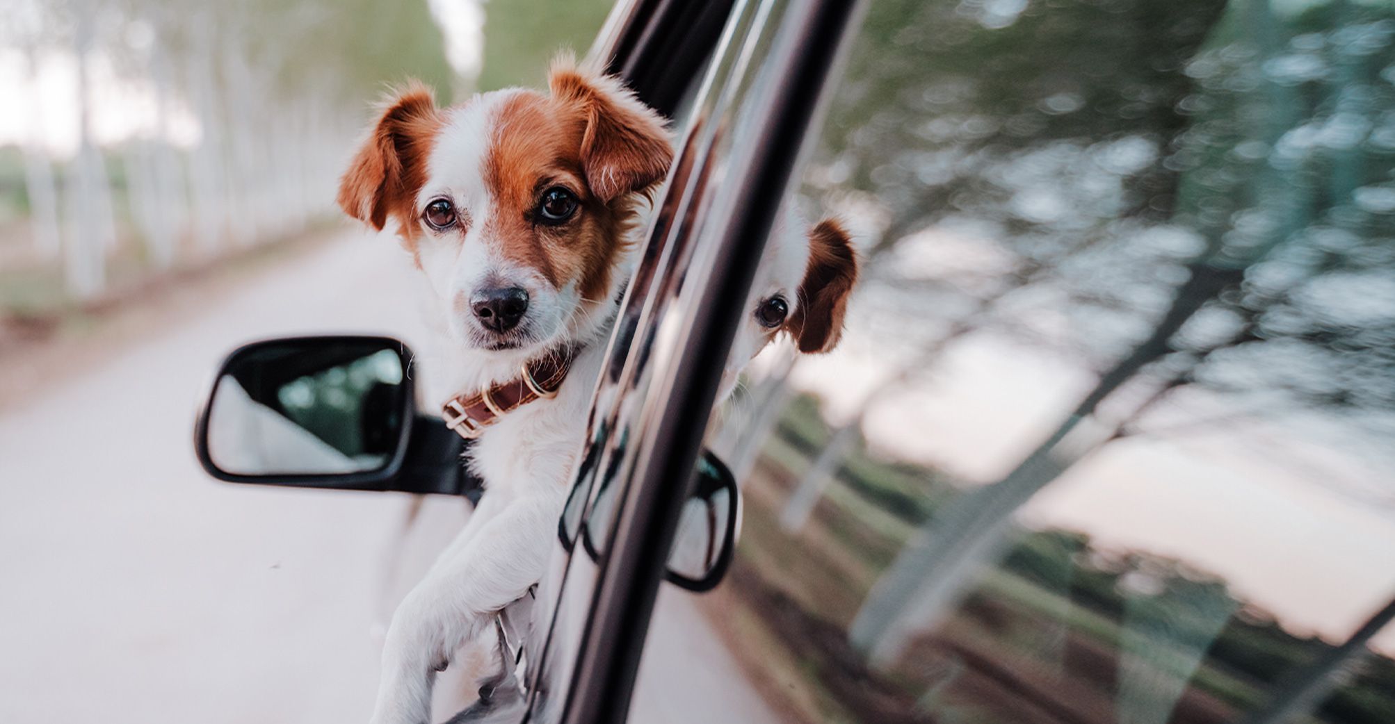 Chiot dans une voiture
