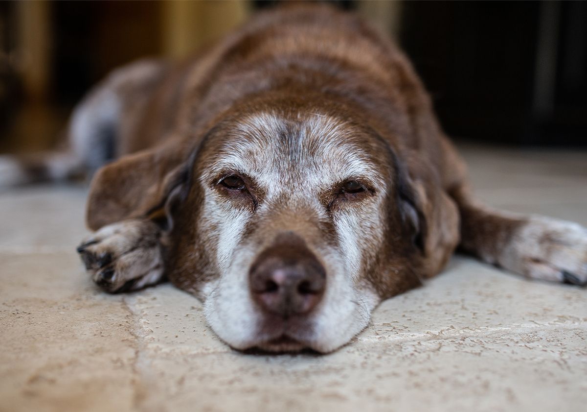Chien âgé
