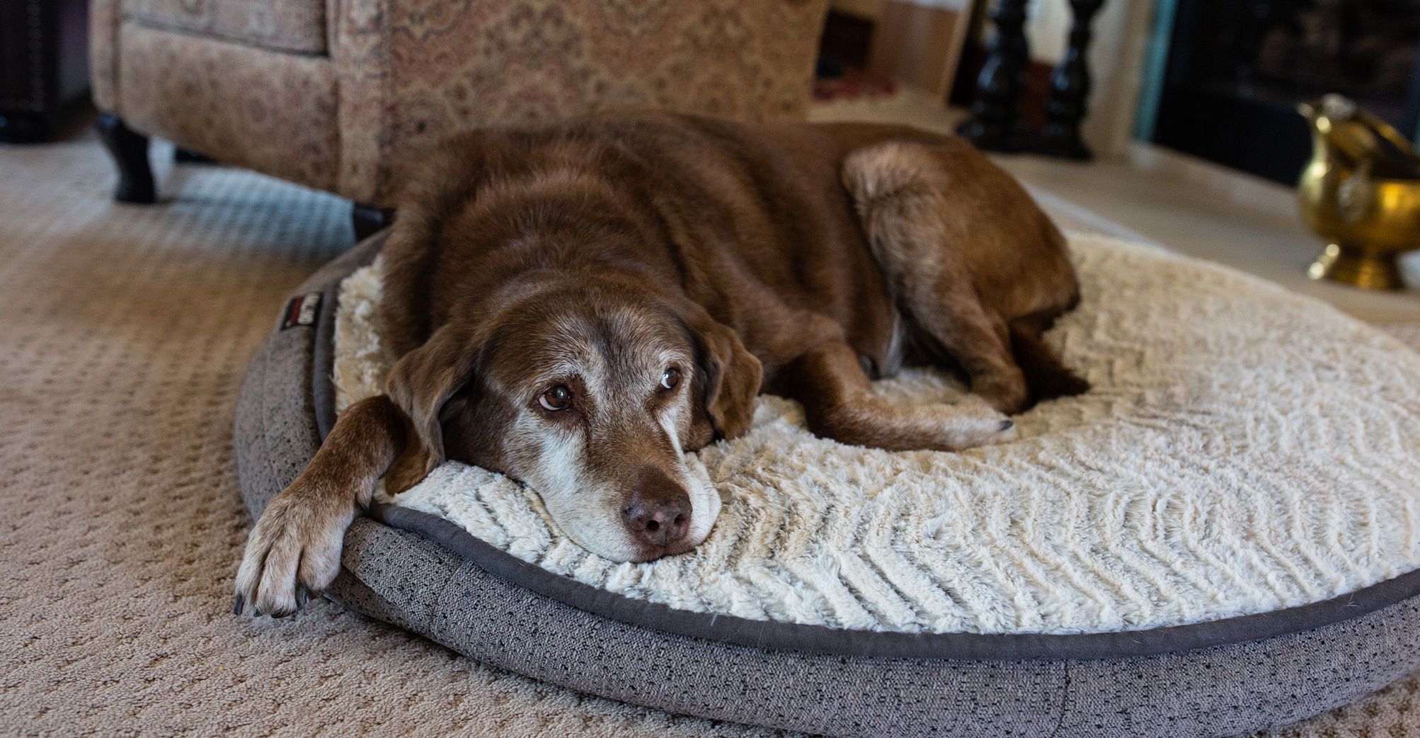 Chien senior couché sur son tapis