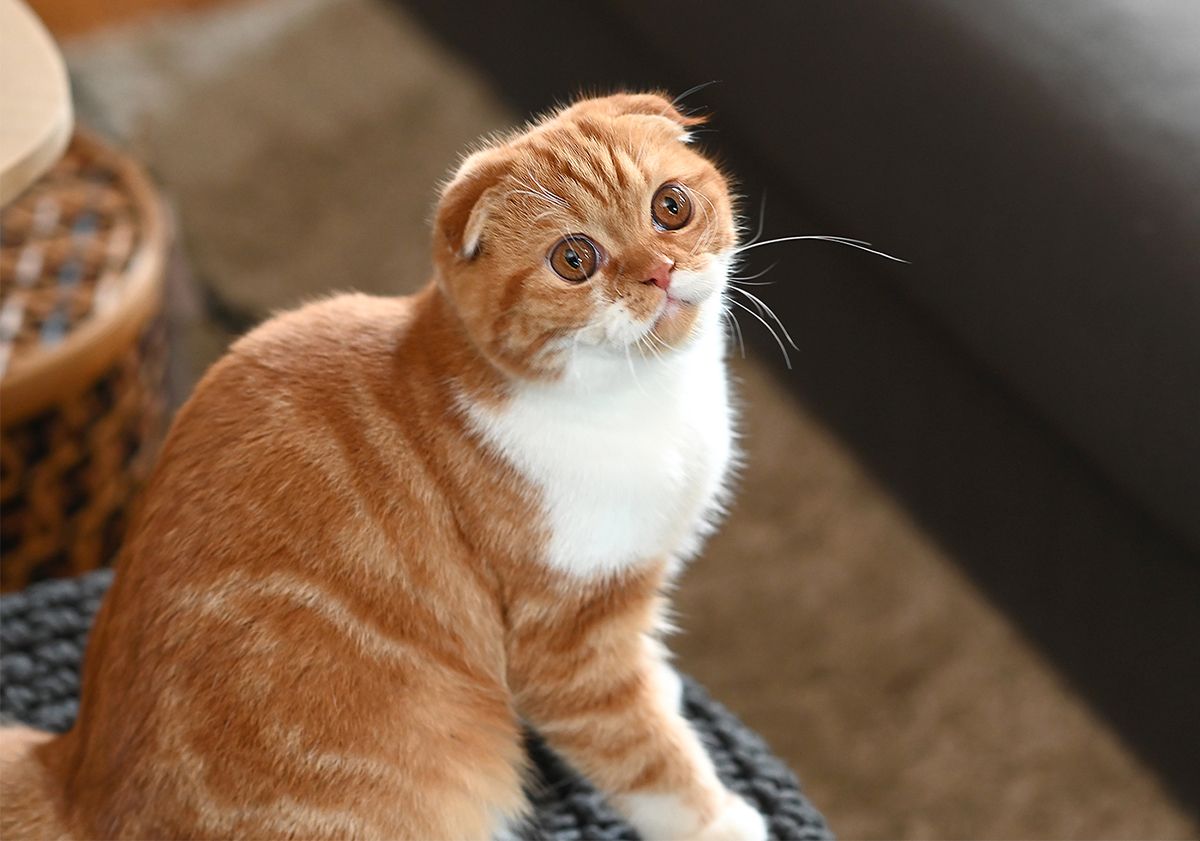 Chat roux assis dans un salon