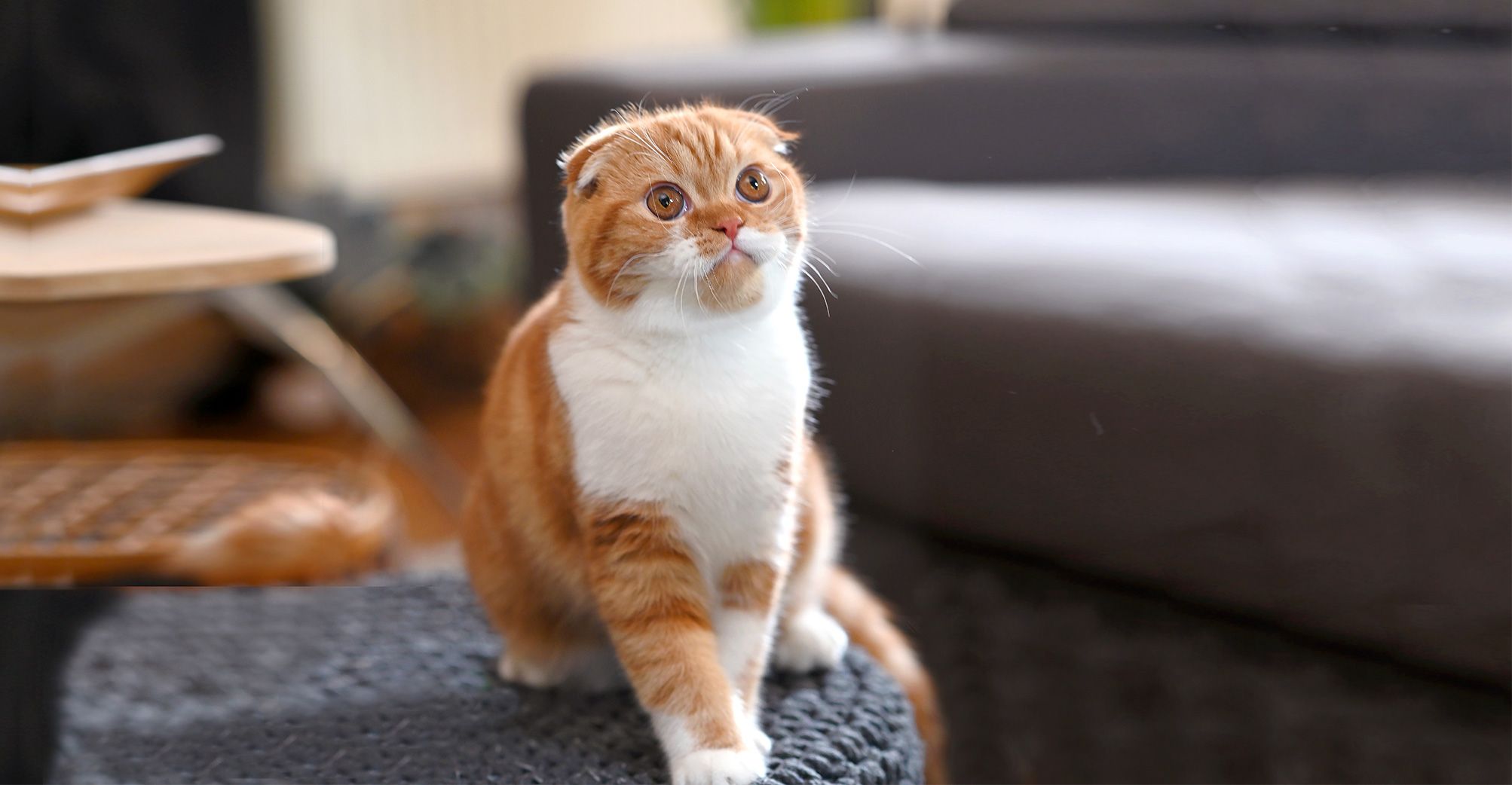 Scottish Fold